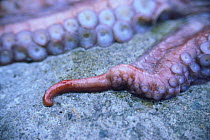 Giant Pacific Octopus {Octopus dofleini} hectocotylized arm used for transferring sperm, close-up, Fukui, Japan