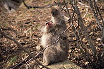 Japanese Macaque {Macaca fuscata} parent and young, Shimokita, Aomori, Japan