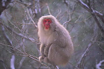 Japanese Macaque {Macaca fuscata} in snow, Shimokita, Aomori, Japan