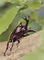 Japanese Horned / Rhinoceros Beetle {Allomyrina dichotomus} male, captive, Japan