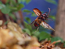 Japanese Horned / Rhinoceros Beetle {Allomyrina dichotomus} male flying, captive, Japan