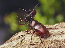 Japanese Horned / Rhinoceros Beetle {Allomyrina dichotomus} and Saw Stag Beetle {Prosopocoilus inclinatus inclinatus} fighting, captive, Japan