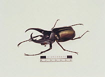 Atlas Beetle {Chalcosoma caucasus} beside mesure to show large size, Japan
