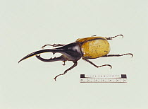 Hercules Scarab Beetle {Dynastes hercules} beside measure to show large size, Japan