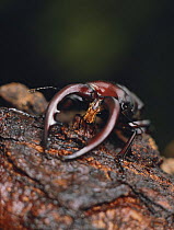 Saw Stag Beetle {Prosopocoilus inclinatus inclinatus} mouthparts, close-up, captive, Japan
