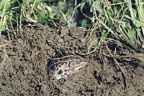 Black-spotted Frog {Rana nigromaculata} overwintering, captive, Japan