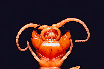 Centipede {Chilopoda} mouth, close-up, captive, Japan