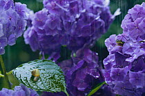 Korean Round Snail {Acusta despecta sieboldiana} and Japanese tree frog {Hyla japonica} on Hydrangea in rain, captive, Japan