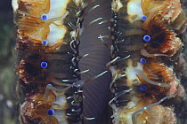 Eyespots on mantle of Noble Scallop {Mimachlamys nobilis} captive, Japan