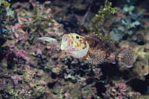 False Kelpfish / Scorpionfish {Sebastiscus marmoratus} preying on small fish, captive, Japan