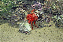Hermit crab {Pagurus rubrior} changing from smaller to larger shell, sequence 1/3, captive, Japan