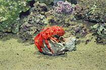 Hermit crab {Pagurus rubrior} changing from smaller to larger shell, sequence 2/3, captive, Japan
