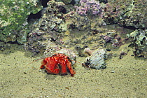Hermit crab {Pagurus rubrior} changing from smaller to larger shell, sequence 3/3, captive, Japan