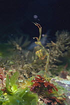 Skeleton shrimp {Caprella scaura} captive, Japan