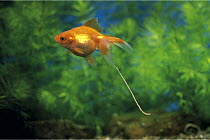 Goldfish {Carassius auratus} with thread of excrement, captive, Japan
