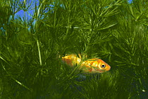 Goldfish {Carassius auratus} sleeping in watergrass, captive, Japan