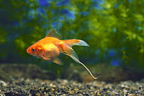 Goldfish {Carassius auratus} with thread of excrement, captive, Japan