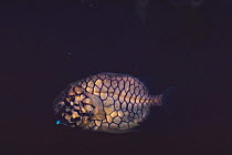 Pinecone fish {Monocentris japonica} glowing (bacteria cohabiting on jaw are glowing) captive, Japan