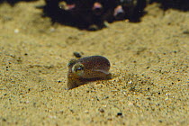 Butterfly / Mimika Bobtail squid {Euprymna morsei} digging itself down into sand, sequence 1/3, captive, Japan
