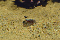 Butterfly / Mimika Bobtail squid {Euprymna morsei} digging itself down into sand, sequence 2/3, captive, Japan