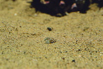 Butterfly / Mimika Bobtail squid {Euprymna morsei} digging itself down into sand, sequence 3/3, captive, Japan