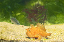 Striped / Striated Frogfish {Antennarius striatus} attracting juvenile Green Fish {Girella punctata} by wagging its lure, captive, Japan