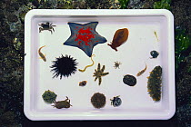 Collection marine animals found in tide pool, including sea stars, fish, crabs, sea cucumbers, sea urchins, shrimps, worms,  Japan