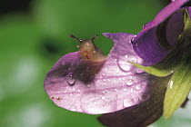 Korean Round Snail {Acusta despecta sieboldiana} feeding on Violet's petal, Japan