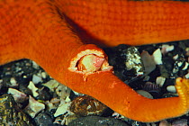 Parasitic snail {Stilifer akahitode} in arm of Sea star {Certonardoa semiregularis} (part of the arm is artificially cut) Japan