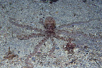 Octopus {Octopus minor} in camouflaged on seabed, captive, Japan