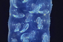 Swordtip Squid {Loligo edulis} hatchlings seen in eggs, Japan