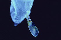 Bigfin Reef Squid {Sepioteuthis lessoniana} larva hatching from egg, Japan