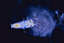 Spear / Bleeker's Squid {Loligo bleekeri} larva secreting ink, captive, Japan