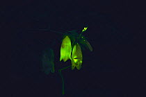 Japanese / Genji Firefly {Luciola cruciata} glowing in Spotted Bellflower, Japan