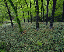 Japanese Beech forest {Fagus crenata} with Dwarf Bamboo {Sasa nipponica} growing under the trees, Ehime, Japan