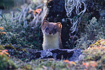Least Weasel {Mustela nivalis} poking its head from behind a rock, Japan