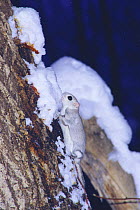 Siberian / Russian Flying Squirrel {Pteromys volans} eating snow off tree trunk, Hokkaido, Japan