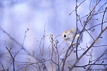 Siberian / Russian Flying Squirrel {Pteromys volans}feeding on winter buds in tree, Hokkaido, Japan