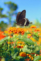 Common Mormon butterfly {Papilio polytes polytes} sucking nectar from Common Lantana flowers, Okinawa, Japan