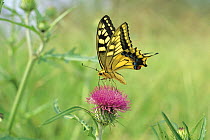 Old World Yellow Swallowtail butterfly {Papilio machaon hippocrates} male sucking nectar from Thistle {Cirsium oligophyllum} Saitama, Japan