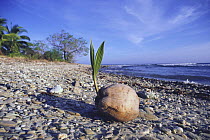 Coconut palm nut {Cocos nucifera} germinating on beach after being washed ashore
