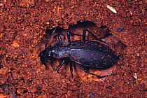 Ground Beetle {Carabus procerulus procerulus} overwintering in bark, Shiga, Japan