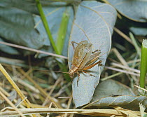 Cricket {Xenogryllus marmoratus} stridulating, Shiga, Japan