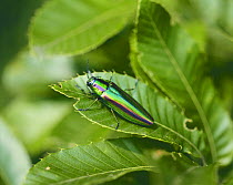 Japanese Jewel Beetle {Chrysochroa fulgidissima fulgidissima} Shiga, Japan