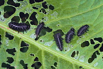 Leaf Beetle {Gastrophysa atrocyanea} larvae feeding on leaf, Shiga, Japan