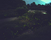 Japanese / Genji Fireflies {Luciola cruciata} glowing in flight, Shiga, Japan