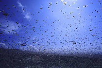Migratory Locust {Locusta migratoria} infestation, flying in a swarm, Kagoshima, Japan