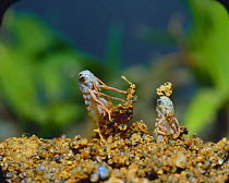 Migratory Locust {Locusta migratoria} first instars hatching from earth, Japan