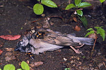 Burying beetles {Nicrophorus maculifrons} clustering around a dead sparrow, Shiga, Japan