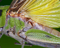 Close up of drum membrane of Migratory Locust ear {Locusta migratoria} Japan